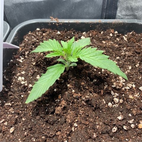 Silver Widow growlog timeline photo