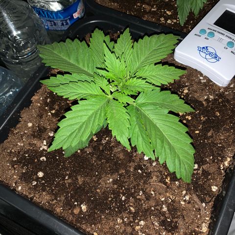 Silver Widow growlog timeline photo
