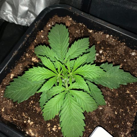Silver Widow growlog timeline photo