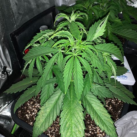 Silver Widow growlog photo: Leger problème de surengraissage