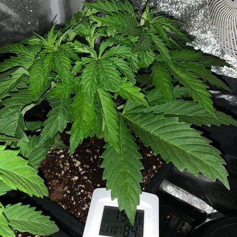 Silver Widow growlog timeline photo