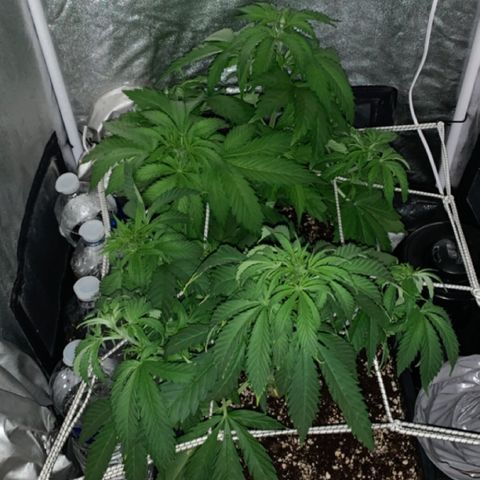 Silver Widow growlog timeline photo