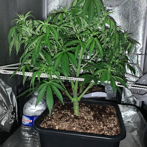 Silver Widow growlog timeline photo