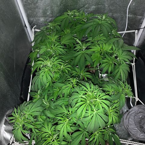Silver Widow growlog timeline photo