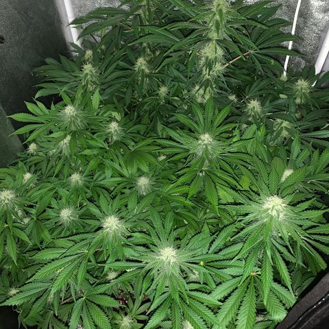 Silver Widow growlog timeline photo