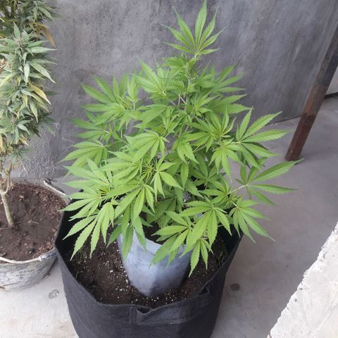 Green kush growlog timeline photo