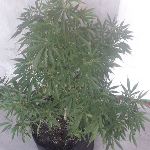Green kush growlog timeline photo