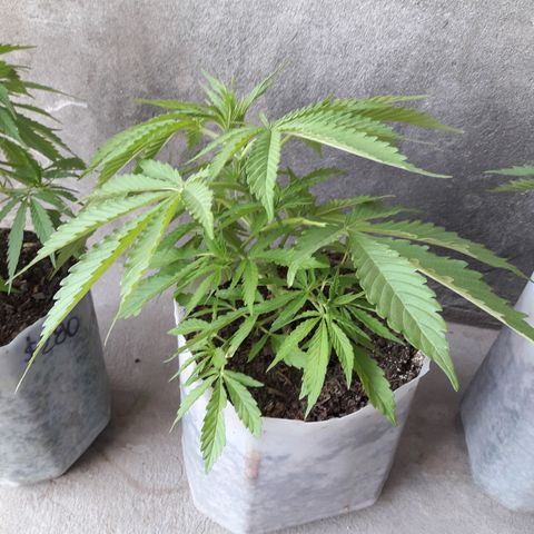 Green kush growlog timeline photo