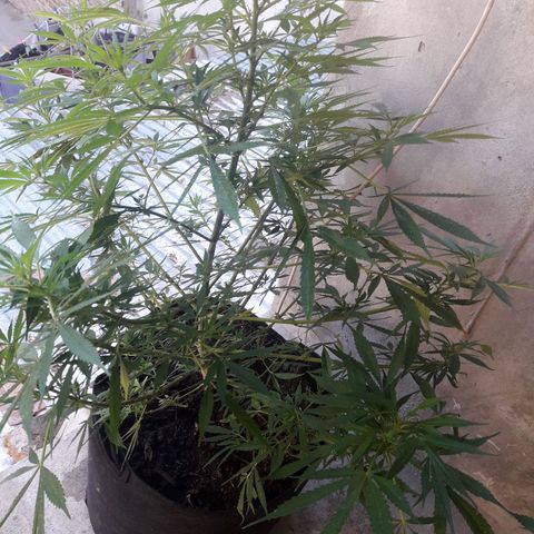 Green kush growlog timeline photo