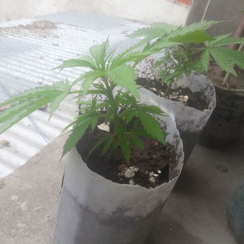 Green kush growlog timeline photo