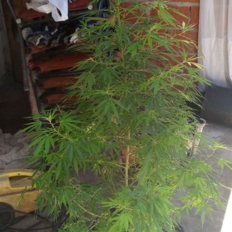 Green kush growlog timeline photo