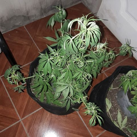 Florencia la maldita growlog timeline photo