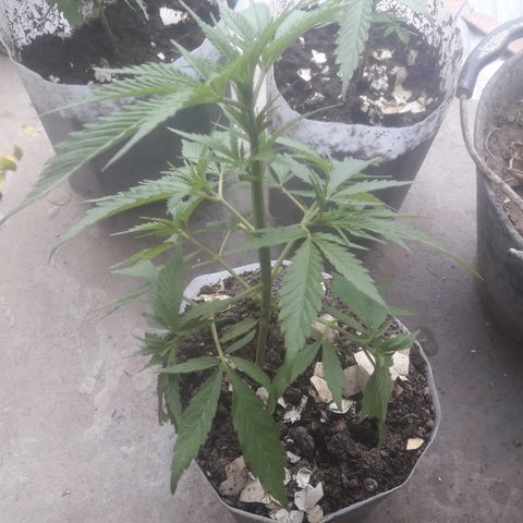 Florencia la maldita growlog timeline photo