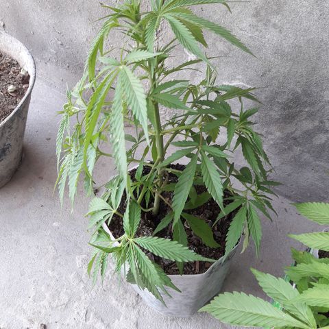 Florencia la maldita growlog timeline photo
