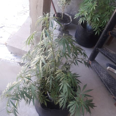 Florencia la maldita growlog timeline photo