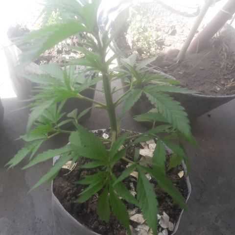 Florencia la maldita growlog timeline photo