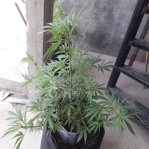 Florencia la maldita growlog timeline photo