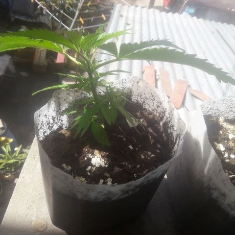 Florencia la maldita growlog timeline photo