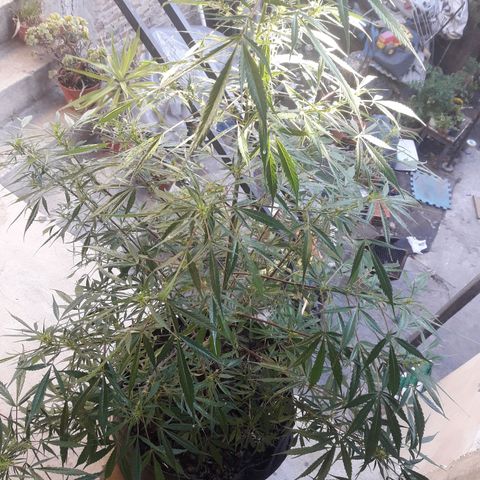 Florencia la maldita growlog timeline photo