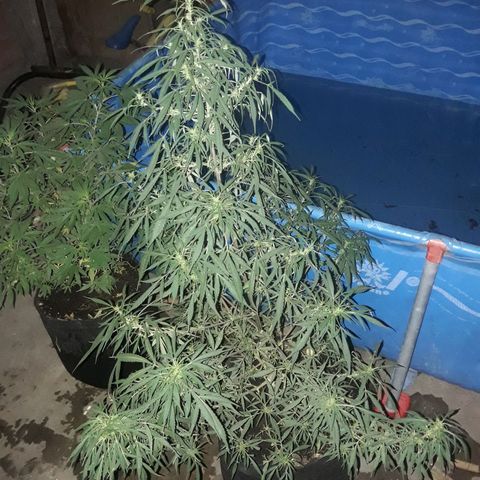 Florencia la maldita growlog timeline photo
