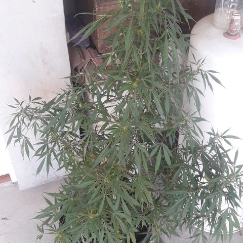 Florencia la maldita growlog timeline photo