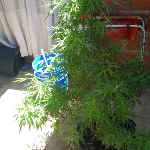 Florencia la maldita growlog timeline photo
