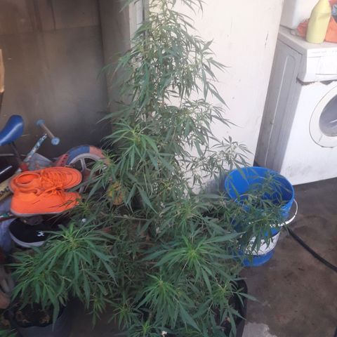 Florencia la maldita growlog timeline photo