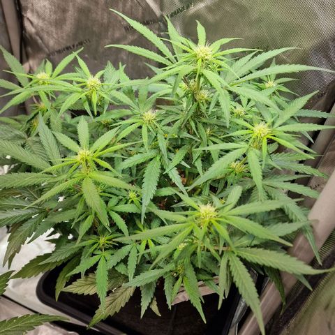 Do-Si-Dos Auto #1 growlog photo: 7 Uhr