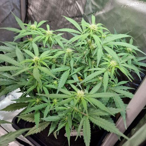 Do-Si-Dos Auto #1 growlog photo: 18 Uhr