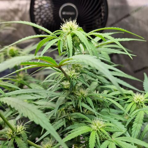 Do-Si-Dos Auto #1 growlog photo: 18 Uhr