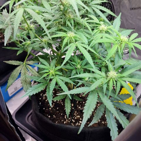 Do-Si-Dos Auto #1 growlog photo: 18 Uhr