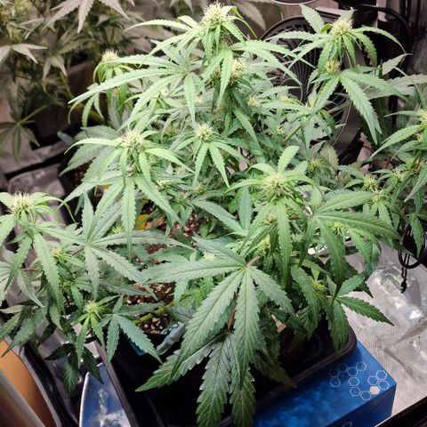 Do-Si-Dos Auto #1 growlog photo: Start BW 4