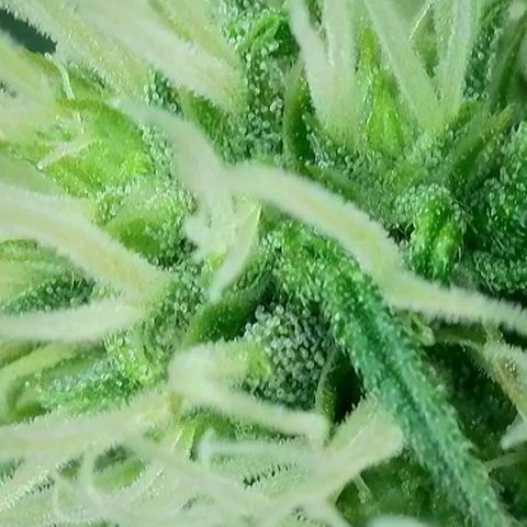 Do-Si-Dos Auto #1 growlog photo: Start BW 4
