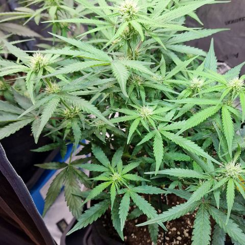 Do-Si-Dos Auto #1 growlog photo: Start BW 4
