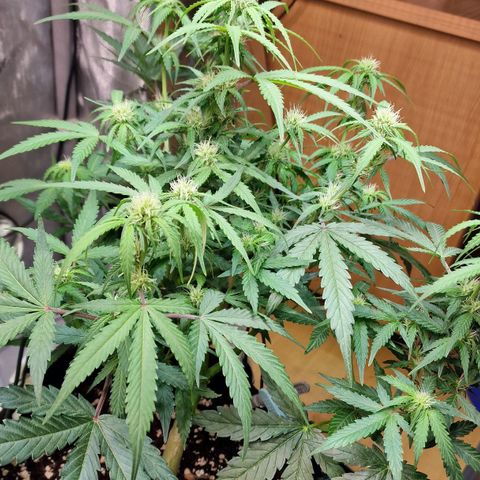 Do-Si-Dos Auto #1 growlog photo: Start BW 4