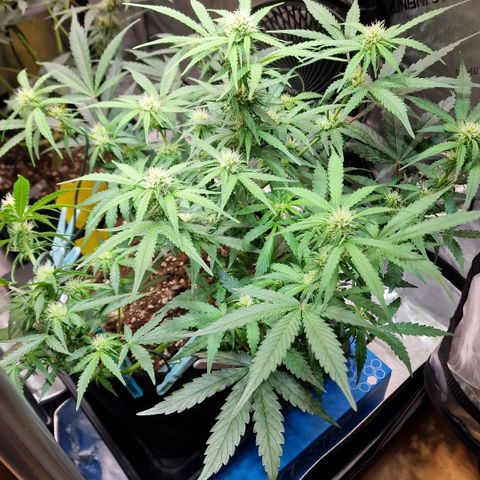 Do-Si-Dos Auto #1 growlog timeline photo