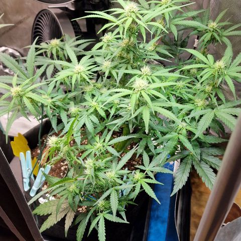 Do-Si-Dos Auto #1 growlog timeline photo