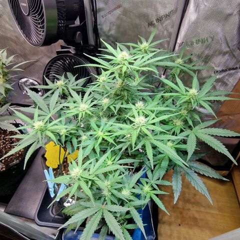 Do-Si-Dos Auto #1 growlog photo: 7 Uhr