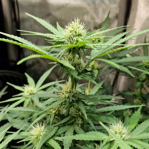 Do-Si-Dos Auto #1 growlog photo: 7 Uhr
