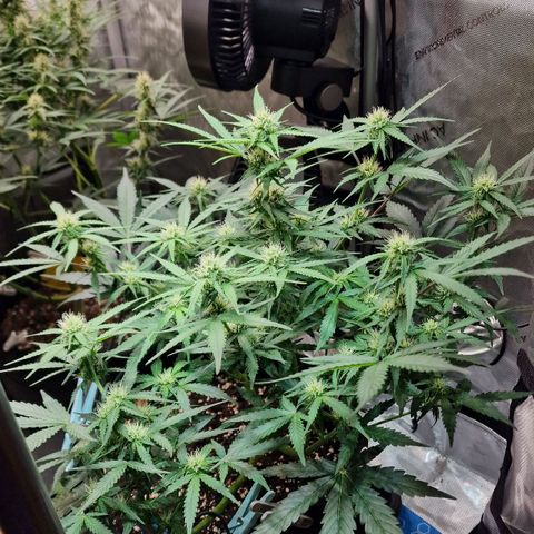 Do-Si-Dos Auto #1 growlog photo: 21:30 Uhr
