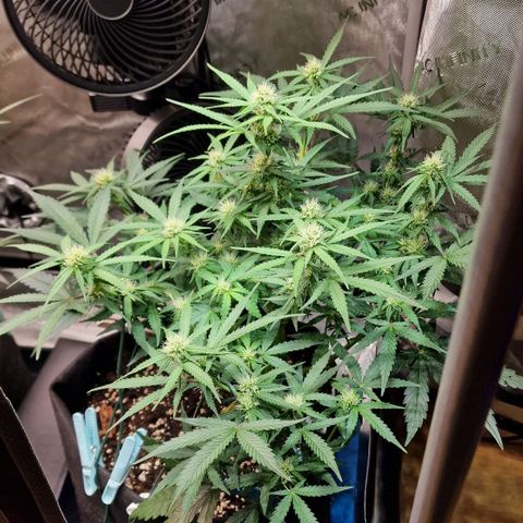 Do-Si-Dos Auto #1 growlog photo: 21:30 Uhr