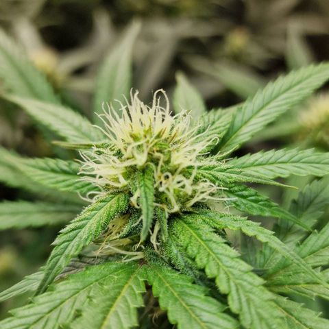 Do-Si-Dos Auto #1 growlog photo: 21:30 Uhr