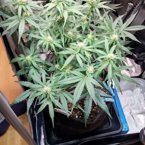 Do-Si-Dos Auto #1 growlog photo: 21:30 Uhr