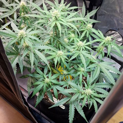 Do-Si-Dos Auto #1 growlog photo: 21:30 Uhr