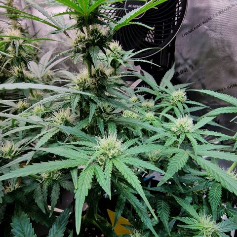Do-Si-Dos Auto #1 growlog photo: 21:30 Uhr, Buds haben die dicke der GG sichtbar überholt trotz 1 Woche Rückstand