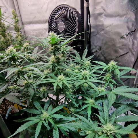 Do-Si-Dos Auto #1 growlog photo: 21:30 Uhr, Buds haben die dicke der GG sichtbar überholt trotz 1 Woche Rückstand