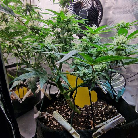 Do-Si-Dos Auto #1 growlog photo: 21:30 Uhr, Buds haben die dicke der GG sichtbar überholt trotz 1 Woche Rückstand