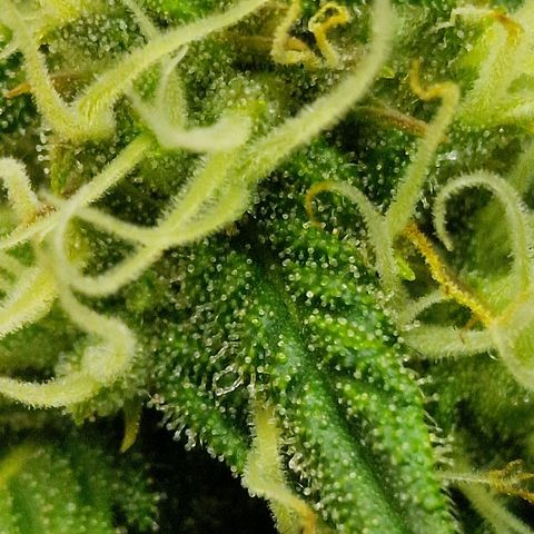 Do-Si-Dos Auto #1 growlog photo: 21:30 Uhr, Buds haben die dicke der GG sichtbar überholt trotz 1 Woche Rückstand