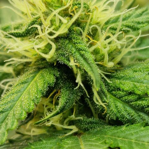 Do-Si-Dos Auto #1 growlog photo: 21:30 Uhr, Buds haben die dicke der GG sichtbar überholt trotz 1 Woche Rückstand
