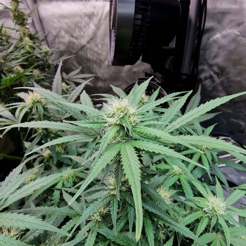 Do-Si-Dos Auto #1 growlog photo: 21:30 Uhr, Buds haben die dicke der GG sichtbar überholt trotz 1 Woche Rückstand